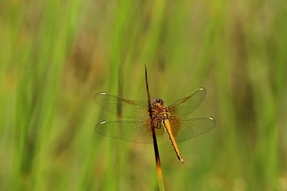 Outdoors living nature dragonfly
