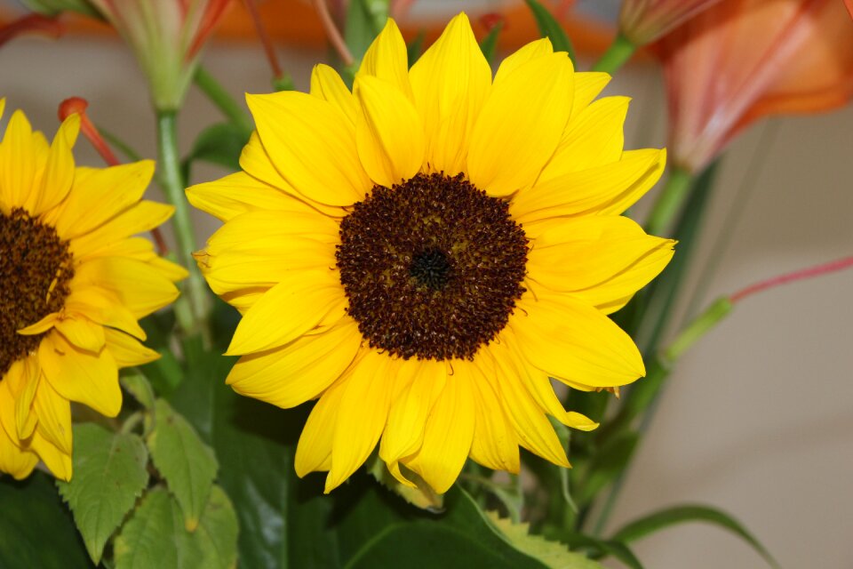 Summer leaf yellow photo