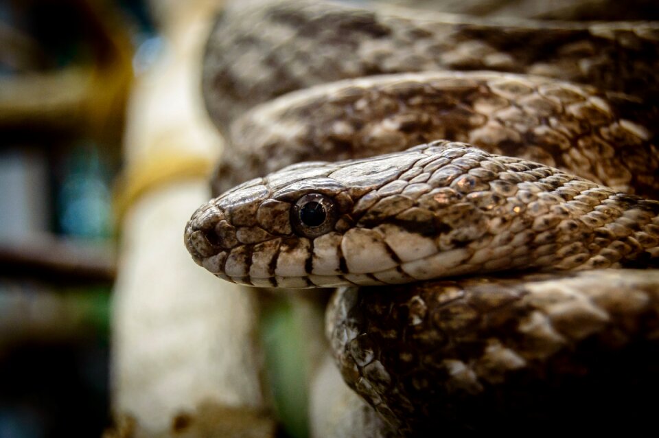 Reptile wildlife nature