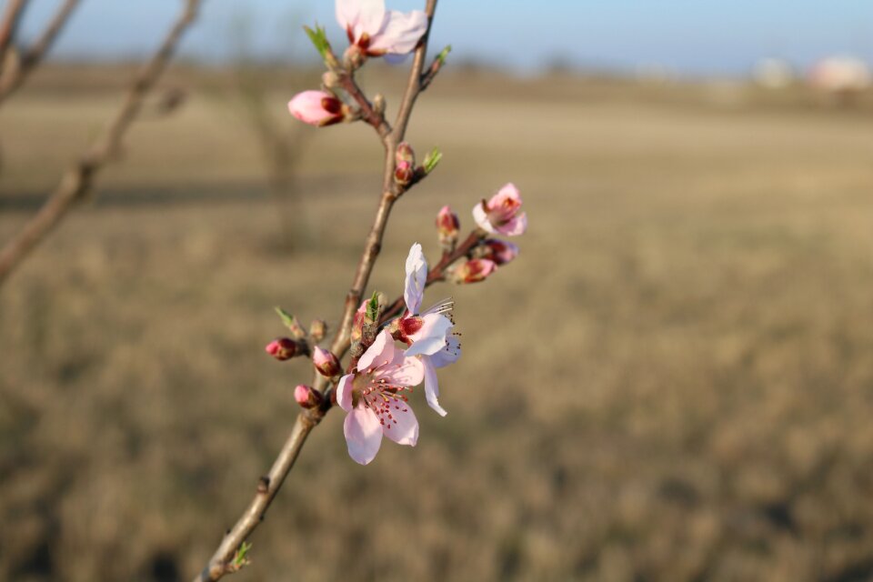 Outdoors flora branch