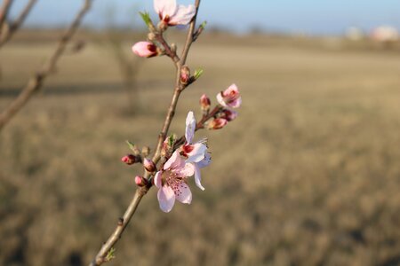 Outdoors flora branch