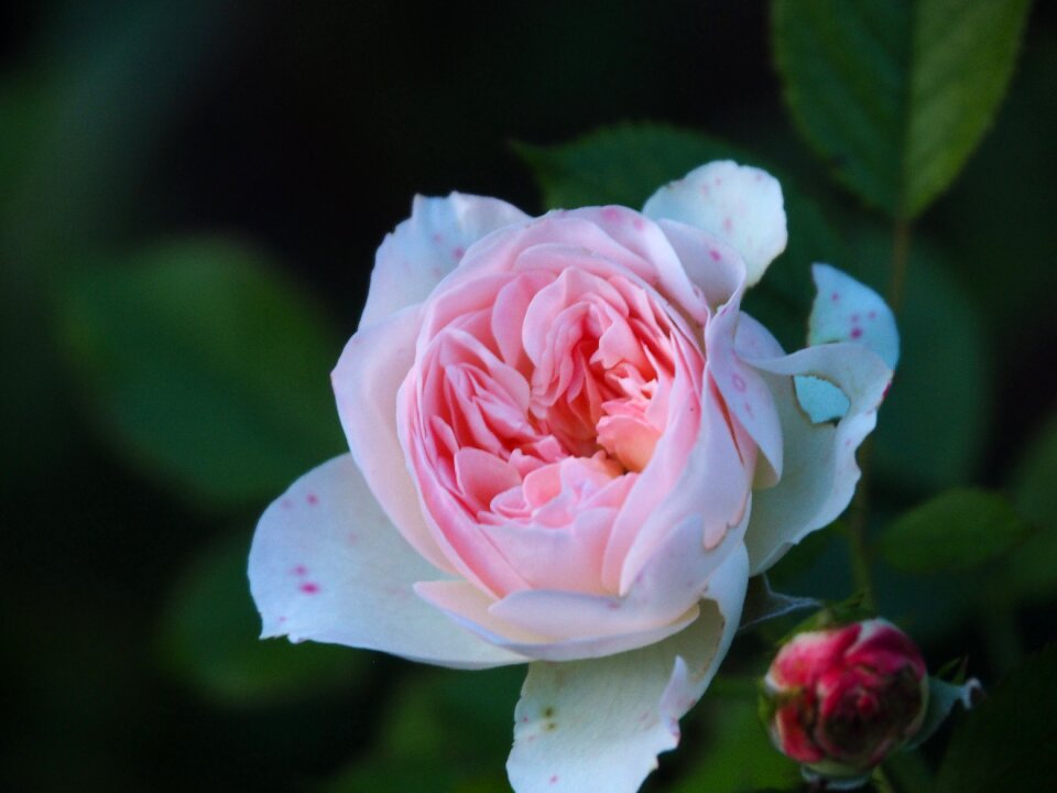 Faded nature garden romantic