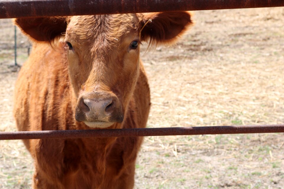 Agriculture nature cow