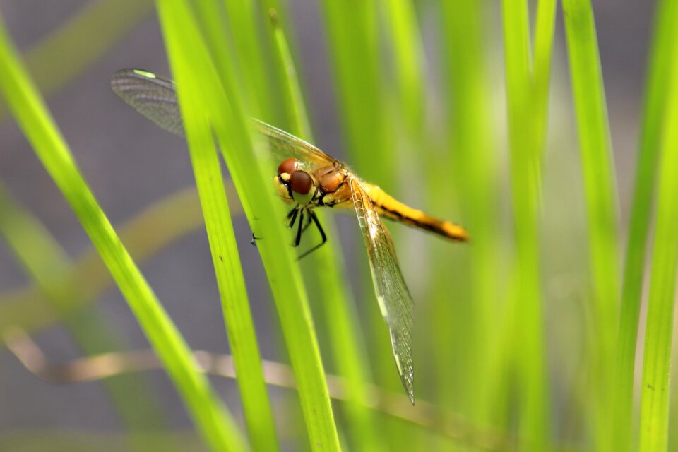 Outdoors grass living nature