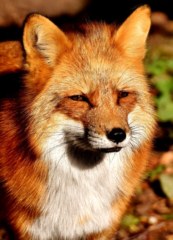Animal portrait nature creature