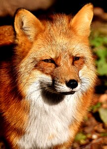 Animal portrait nature creature