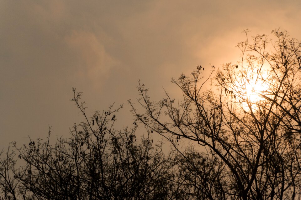 By sunsets nature tree