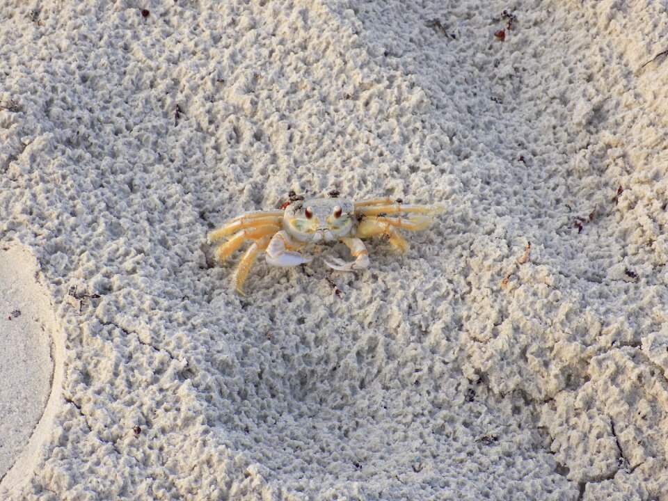 Coast beach wildlife