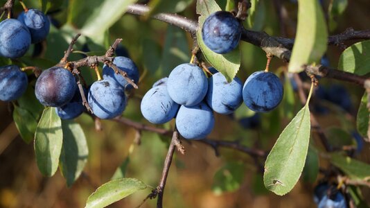 Forest berries shrub