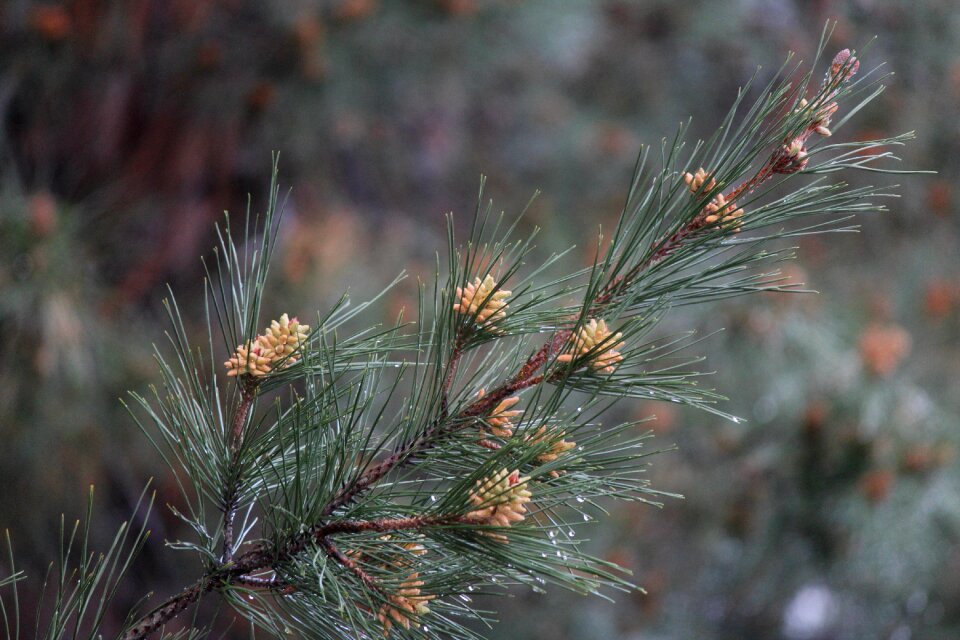 Flora outdoors season