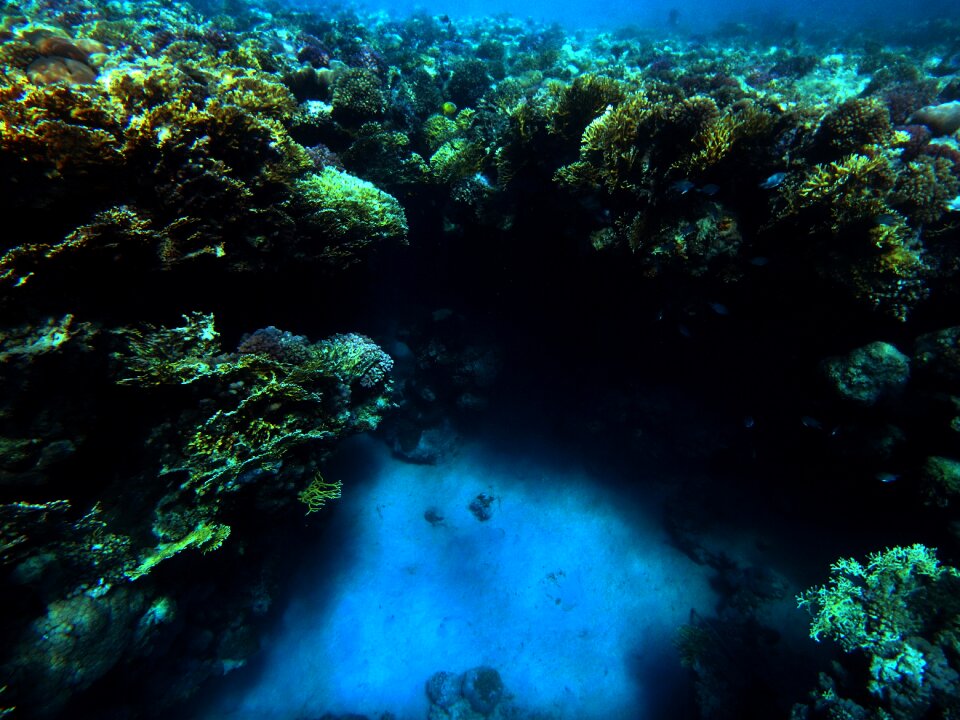 Underwater sea reef
