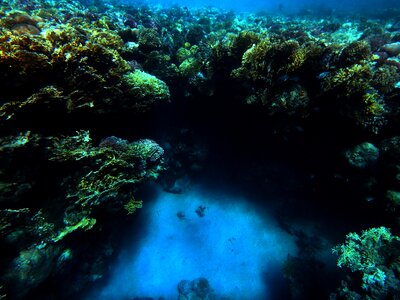 Underwater sea reef