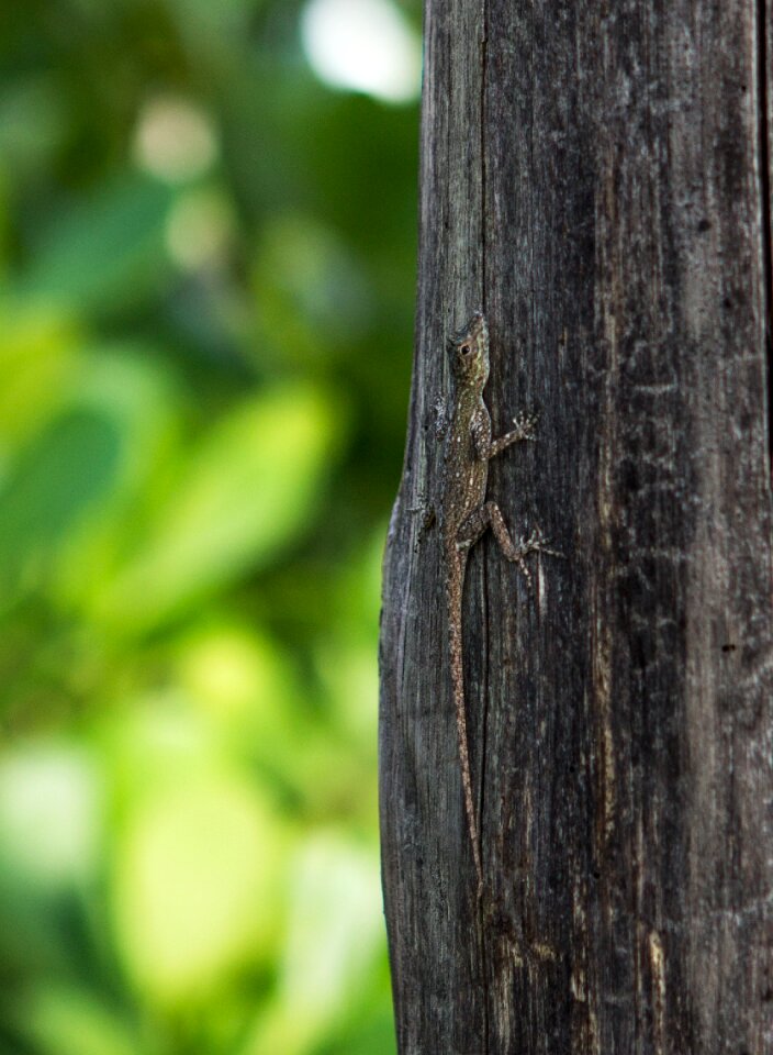 Lizard tree wild