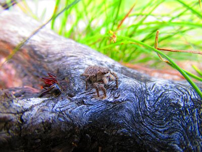 Animal detail spider