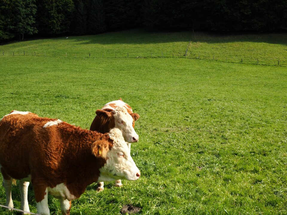 Pasture animal meadow