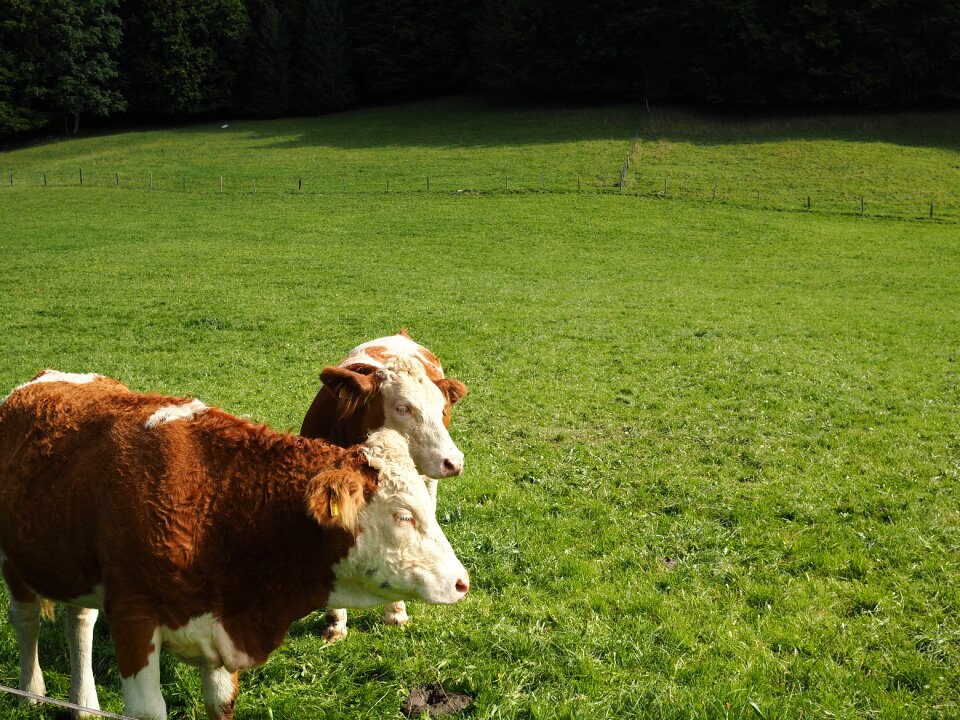 Pasture animal meadow photo