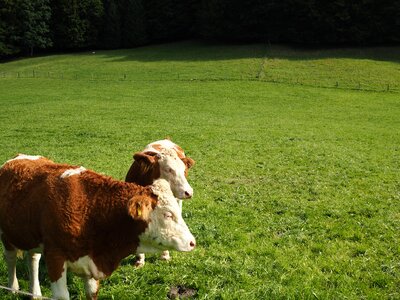 Pasture animal meadow