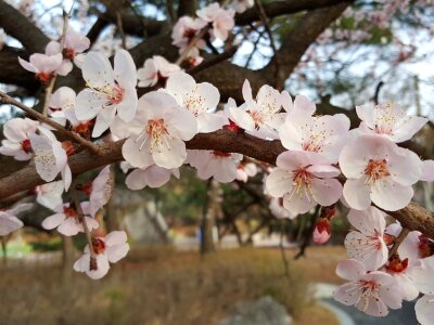Cherry tree spring Free photos