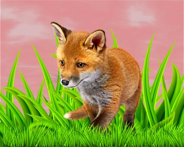 Lawn fund animal texture