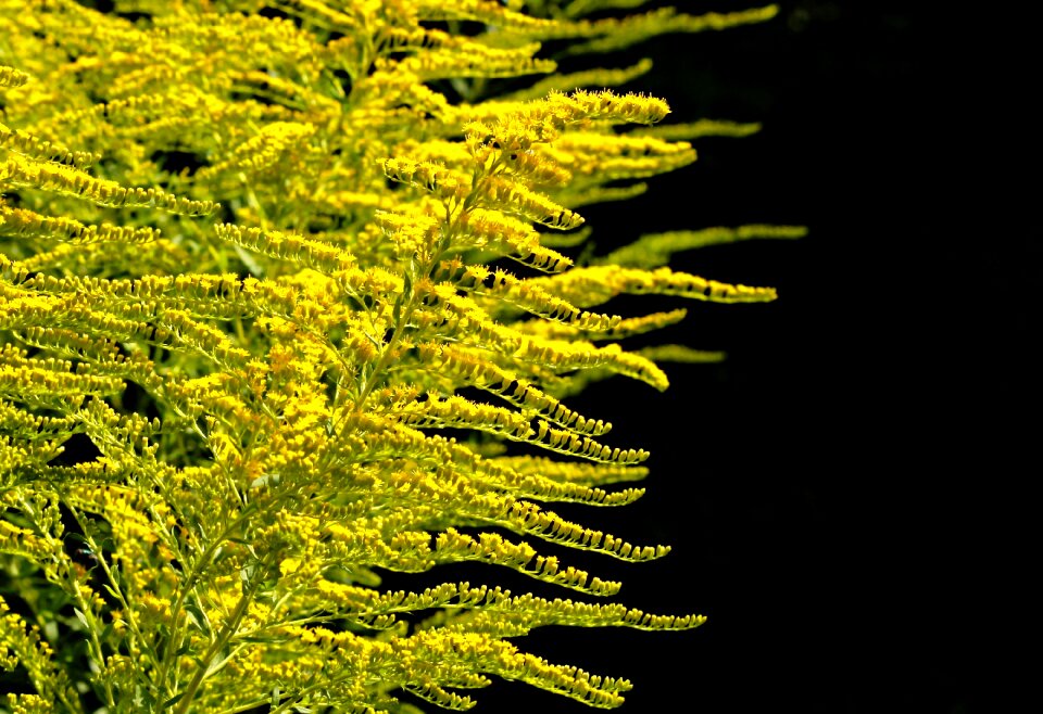 Flora flowering plant bee-friendly