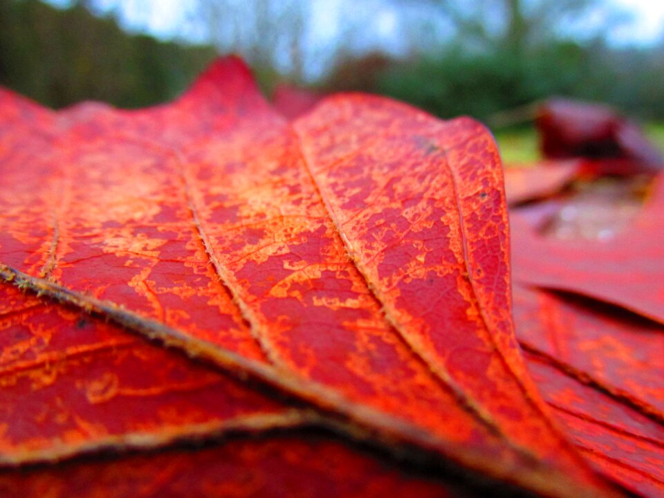 Nature macro red