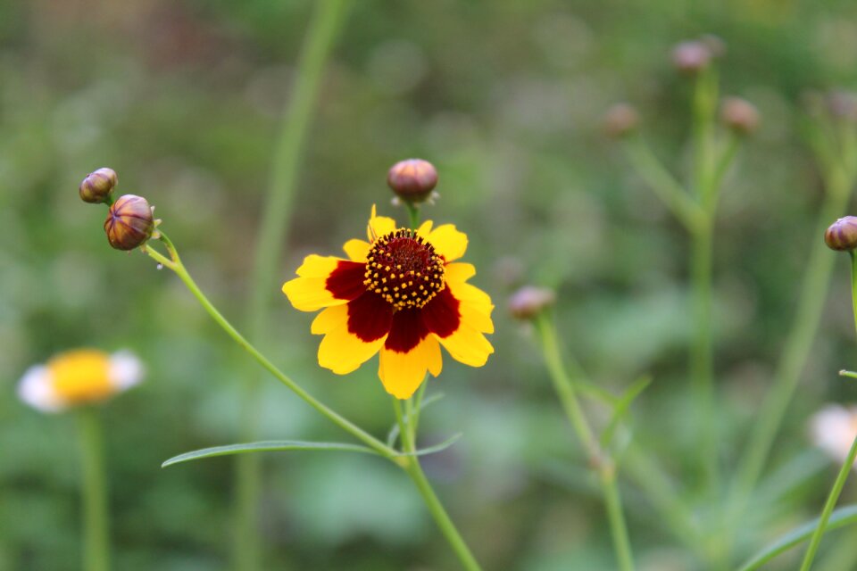 Flowers wild outdoors