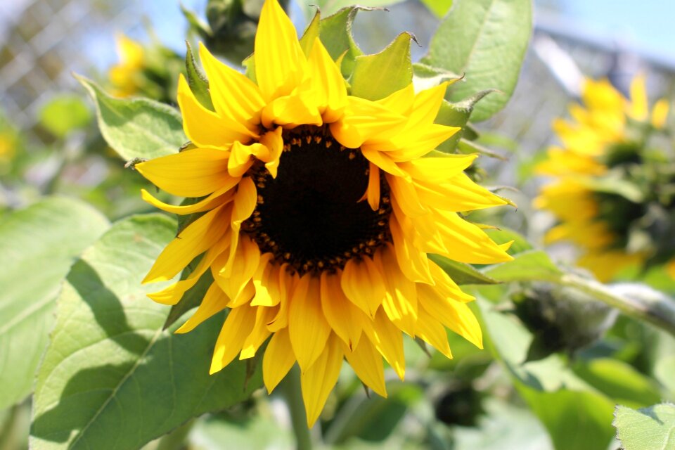 Blooming ornamental sunflower garden