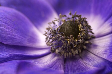 Modra flower macro photo