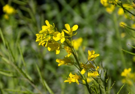 Field summer blossom photo