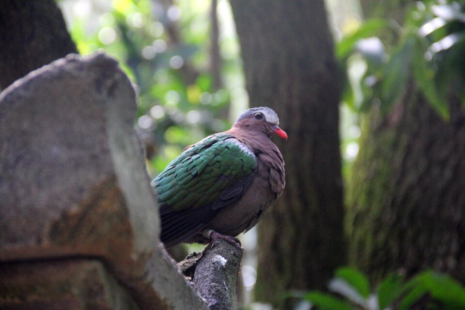 Animal outdoors bird