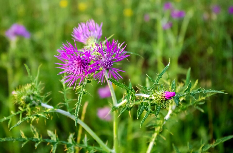 Wildflowers carduus thistles