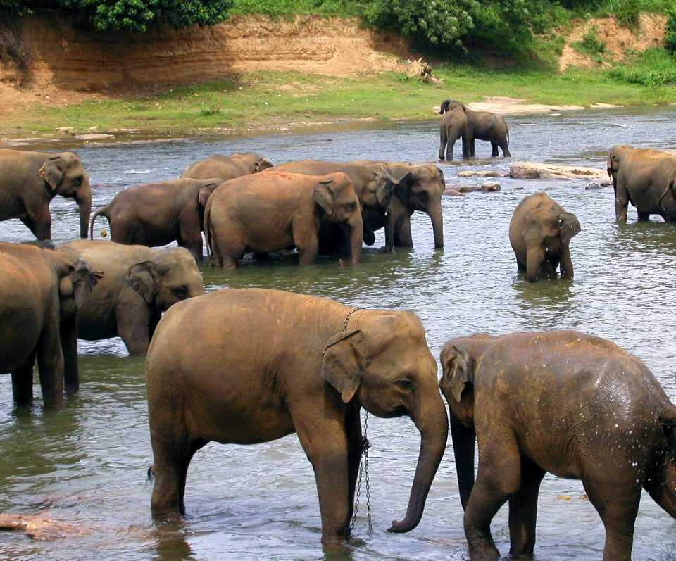 Bathing Time