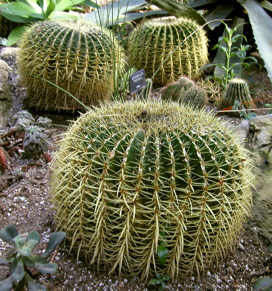 Bloedel Conservatory 04