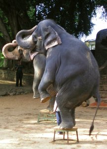 Colombo, Sri Lanka Zoo 01/05