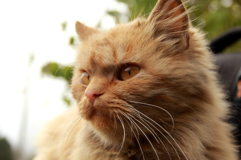 Pet portrait fur
