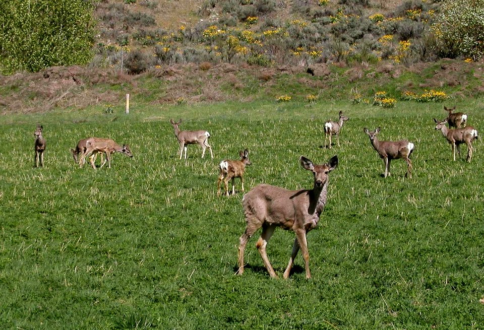 North Cascades Highway / Grande Coulee Dam Road Trip 06