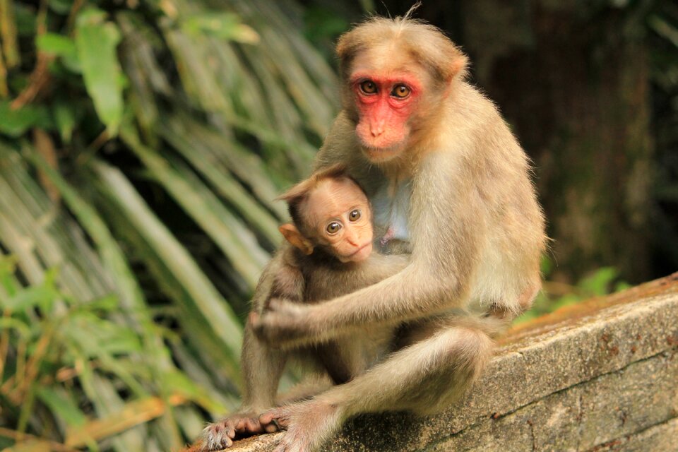 Cute wildlife animal