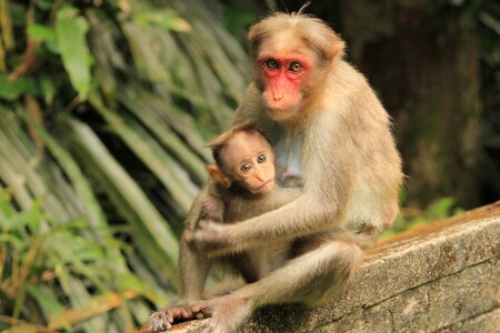 Cute wildlife animal