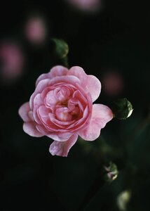 Petal flower blur photo