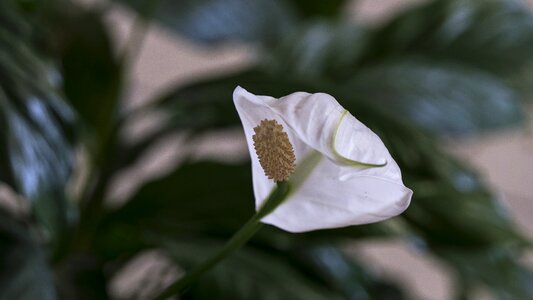 White blossom plant houseplant photo
