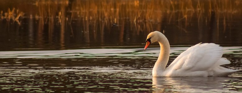 Water bird lake nature
