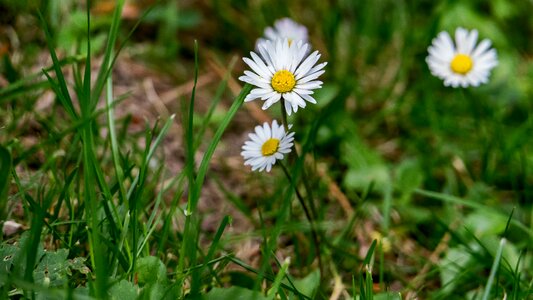 Flower white blossom