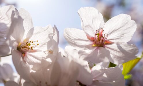 Leaf floral beautiful photo