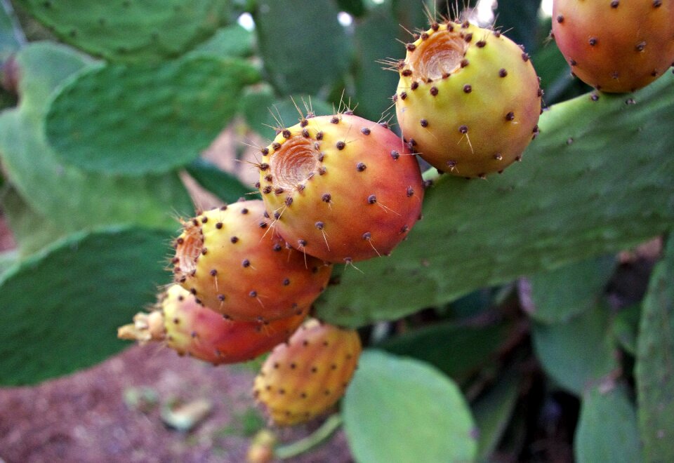 Succulents fruits red