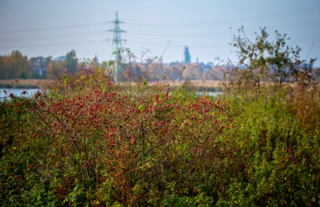 IMG_1398