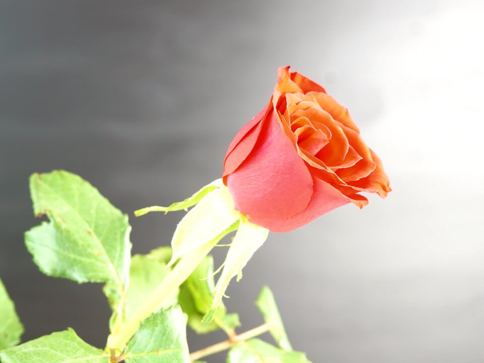 Love blossom bloom