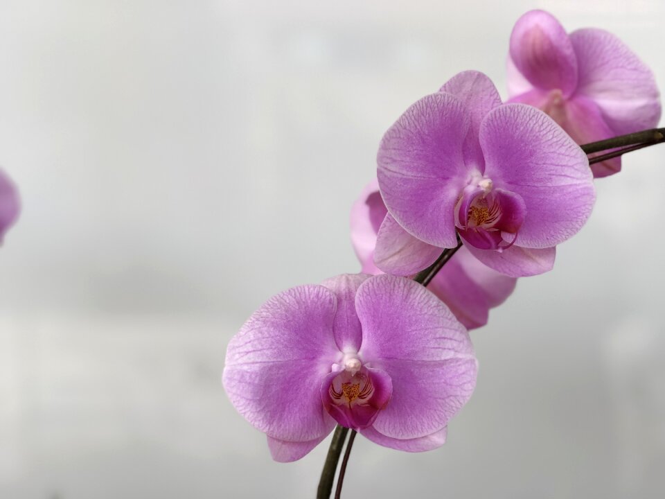 Nature plant petal