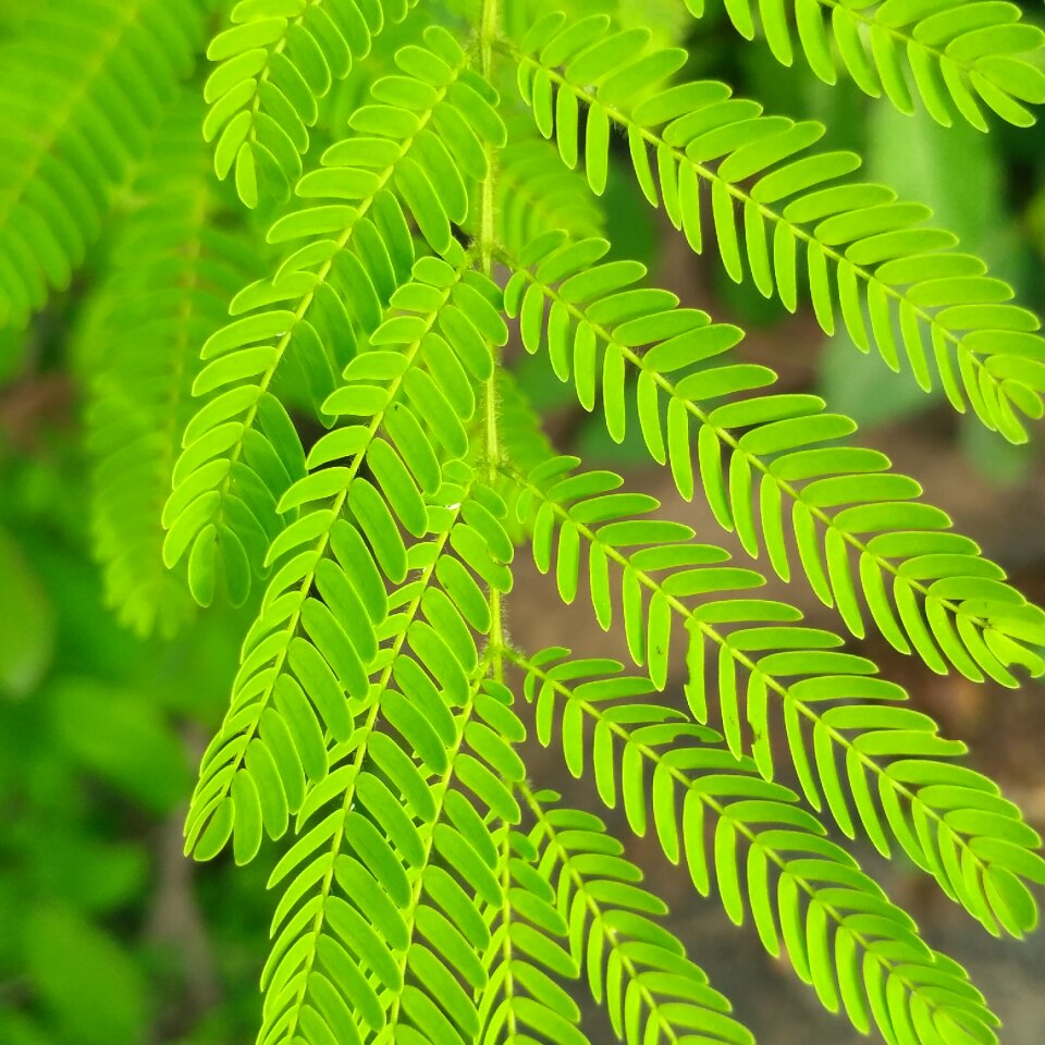 Flora growth green growth