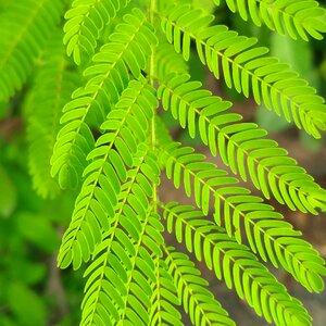 Flora growth green growth