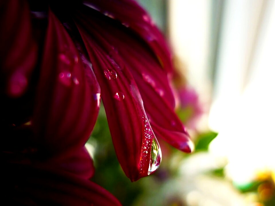 Drops of water nature rain